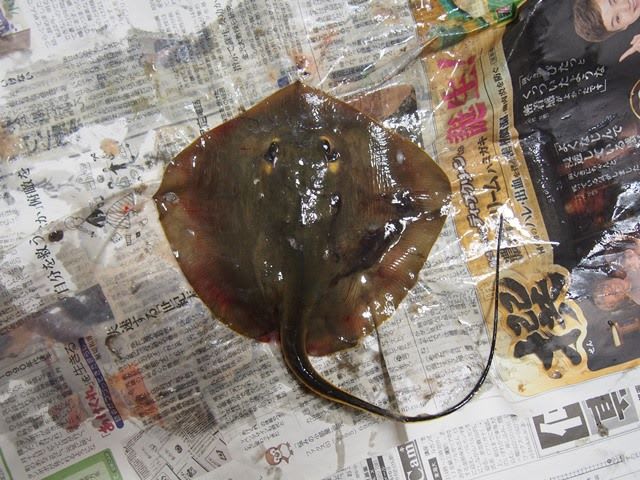 エイ3種 いぞらど Isolado 魚骨日誌