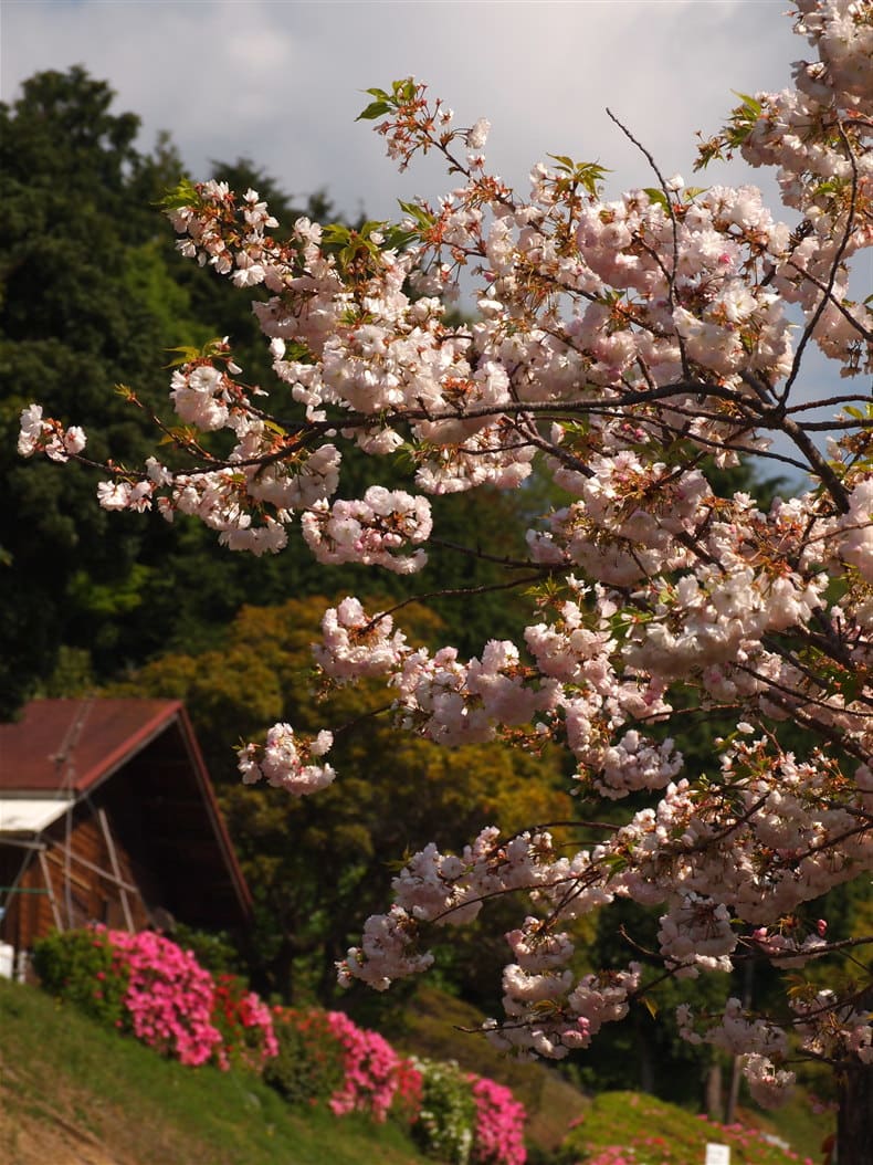 今日、出会った花たちの画像