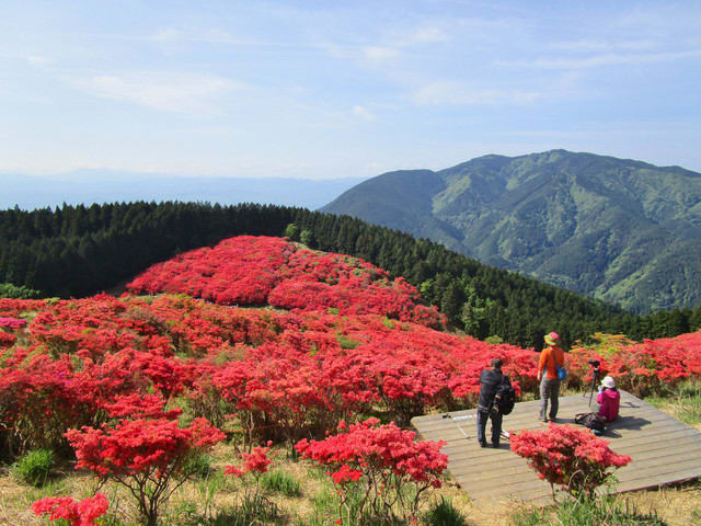 葛城山 一目百万本 のツツジ 奈良の長谷寺 旅宿 いったん