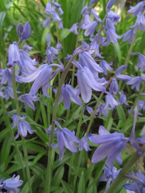 青い釣鐘状の花をたくさんつける シラー カンパニュラータ 春の花 21 41 野の花 庭の花