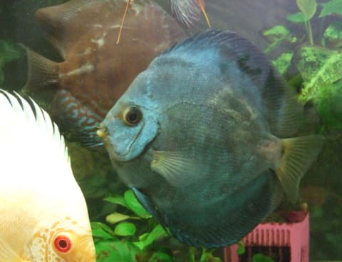 便秘と病気 あらもんとゆかいな魚たち 便秘と病気 あらもんとゆかいな魚たち