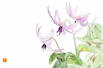絵画「森はカタクリの花盛り」　水彩画 絵画「森はカタクリの花盛り」水彩画