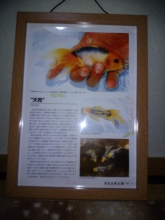 天青記事とインコたち らんちゅうこまち金魚ライフ 天青記事とインコたち らんちゅうこまち金魚ライフ