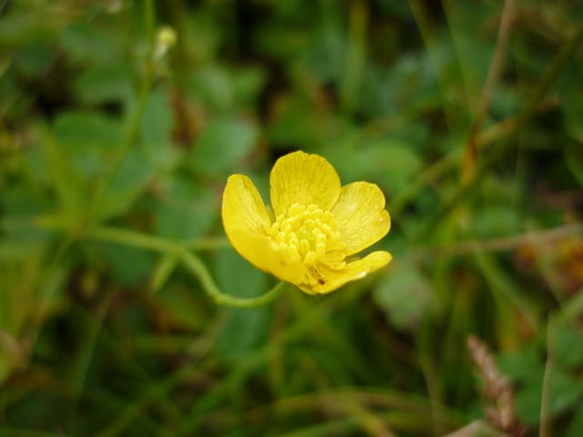 ミヤマキンポウゲ