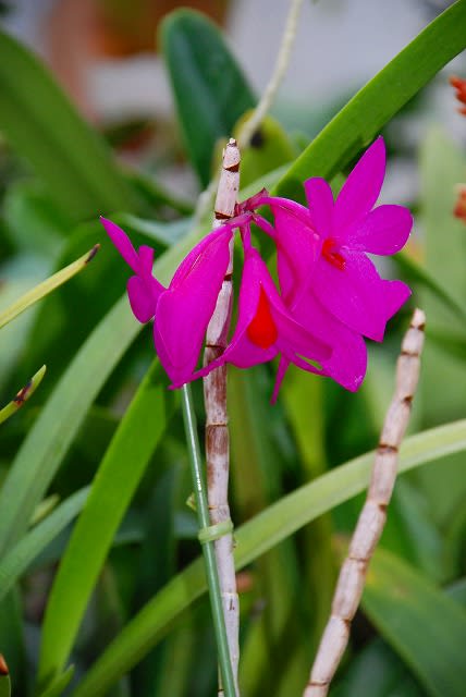 Orchid Den Sulawesiense 花在りて亦楽し