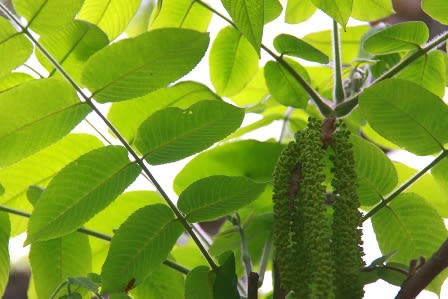 胡桃 クルミ の花 植物工房 四季館だより