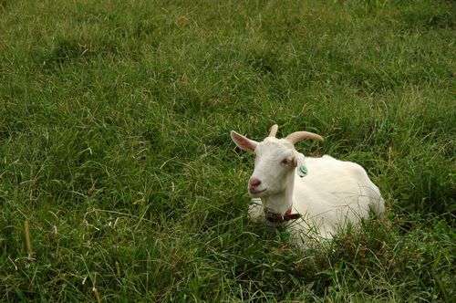 goat001.jpg: 草むらの中のヤギ