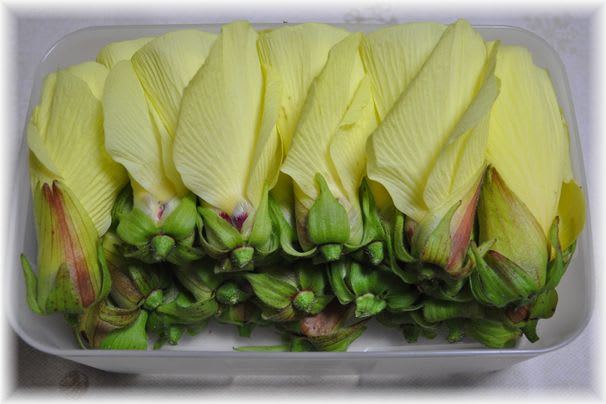 花オクラ 2009年8月30日