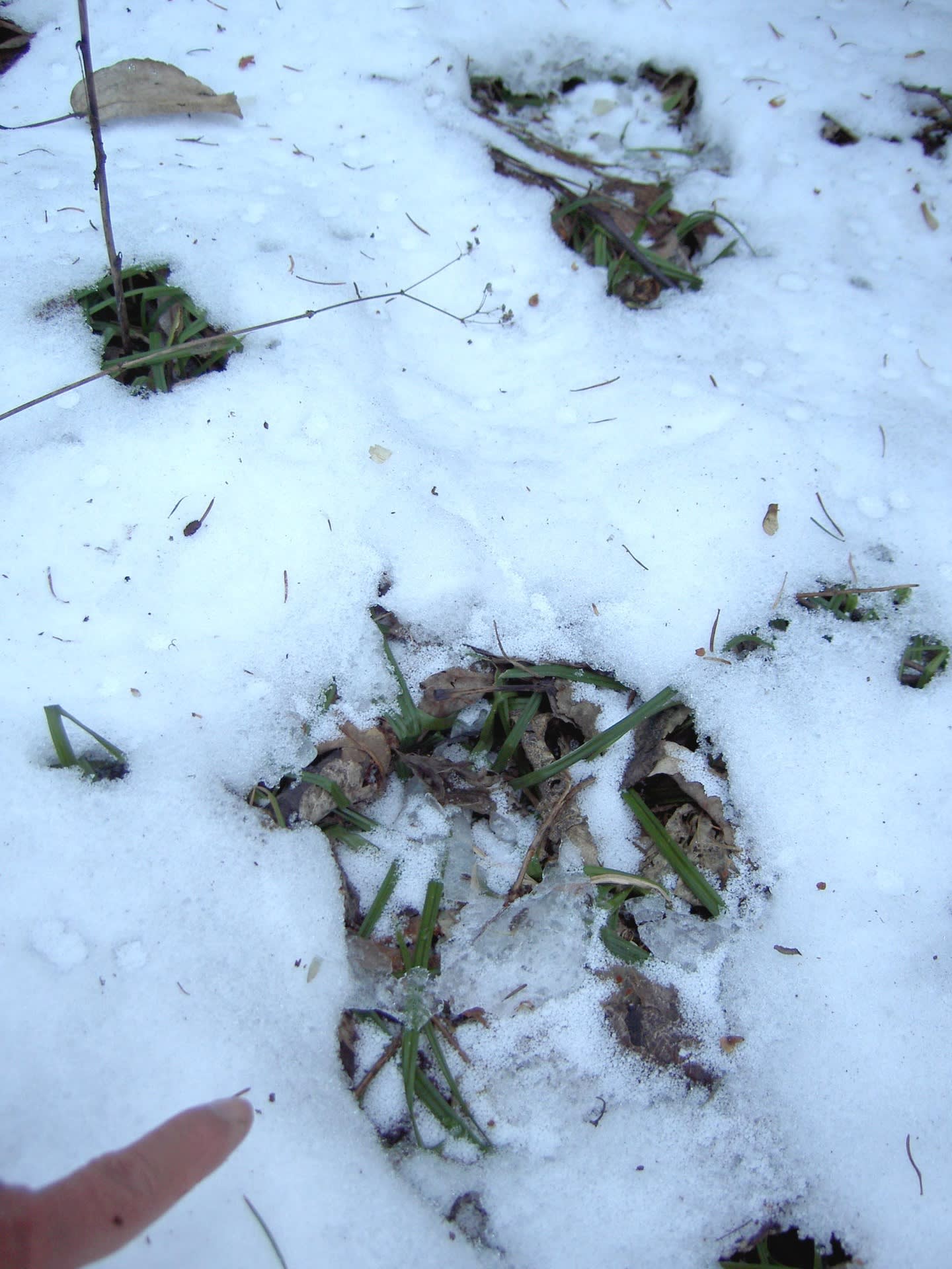 真冬の北海道 ヒグマに襲われ死亡 オショロコマの森ブログ5