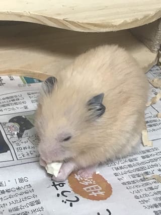 おとうふは だいちゅきでちゅ おとうふは だいちゅきでちゅ