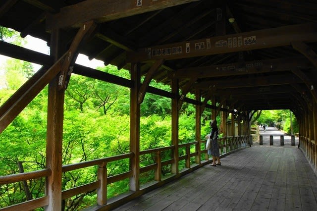 京都東福寺 新緑の候 Yuzuの記 京都東福寺 新緑の候 Yuzuの記