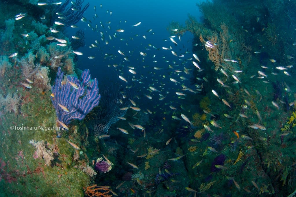 オオタカ根 水中写真家長島敏春の 生命のサンゴ礁 世界のサンゴ礁を撮り続け 自然の素晴らしさを伝えている