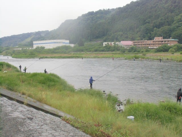 6 1 関東共通鮎釣り解禁日にホームの相模川上大島へ 雨でも朝から釣り人多くて 暇な釣り人