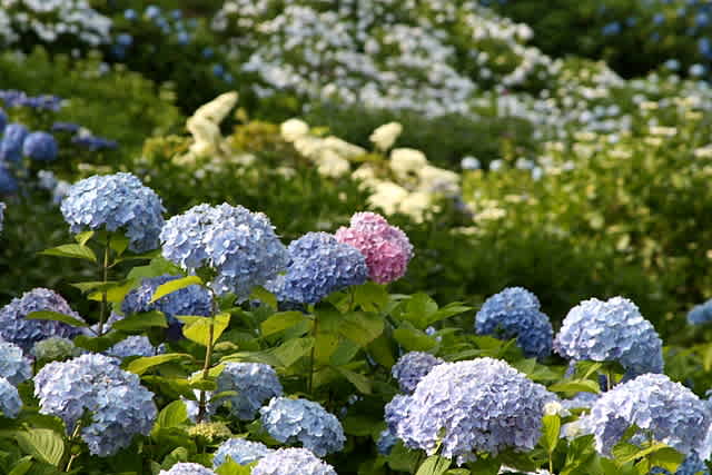 紫陽花 舞鶴自然文化園 Kyoto舞鶴 Caprice Photo