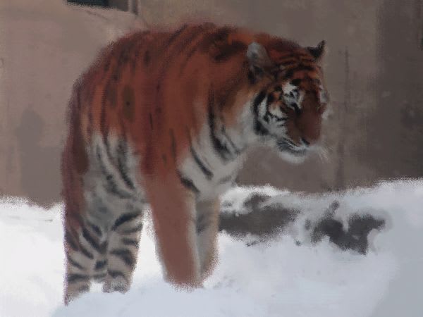 虎の写真で作った虎の画像 年賀状に 旭山動物園画廊