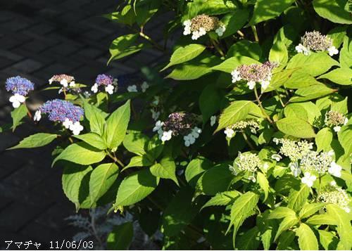 アマチャ 甘茶 里山コスモスブログ アマチャ 甘茶 里山コスモスブログ