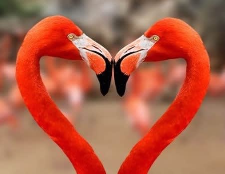 フラミンゴの破れたハート Yとyの日々 フラミンゴの破れたハート Yとyの日々