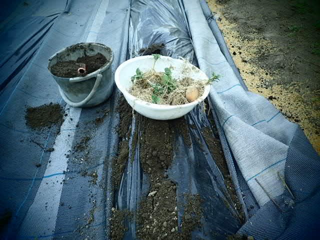 やっとできたジャガイモ植え付け 畑 野菜の記録 やっとできたジャガイモ植え付け 畑 野菜の記録
