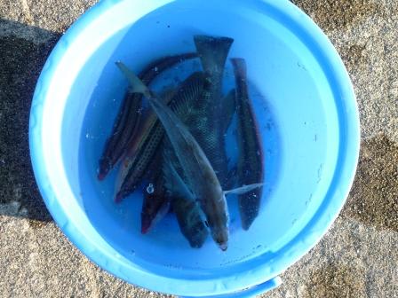 佐渡の魚 きゅうせん ベラ ばくと はまくまのかみんぐあうと 佐渡の魚 きゅうせん ベラ ばくと はまくまのかみんぐあうと