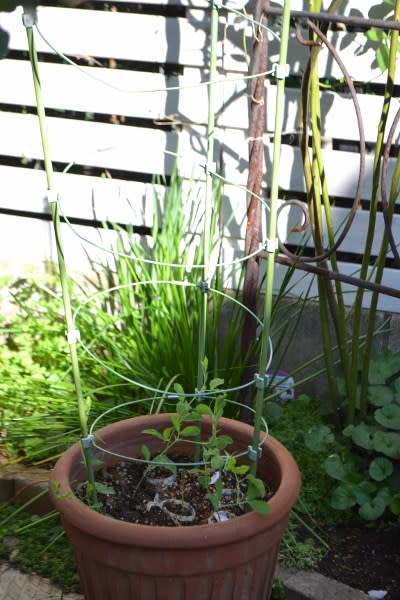 一年草 のブログ記事一覧 Haruの庭の花日記 Haru S Garden Diary 一年草 のブログ記事一覧 Haruの庭の花日記 Haru S Garden Diary