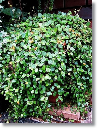 ワイヤープランツもしゃもしゃ 苔玉ごろごろ だから苔想 道草めも ワイヤープランツもしゃもしゃ 苔玉ごろごろ だから苔想 道草めも