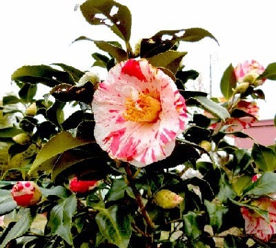 春の花木 赤色 白色の花 ツバキ ウメ アセビ ギョリュウバイ 花と徒然なるままに