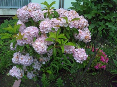 カルミア アメリカシャクナゲ の花 ｎｉｗａ ｎｉｈａ ｈａｎａ 庭には花