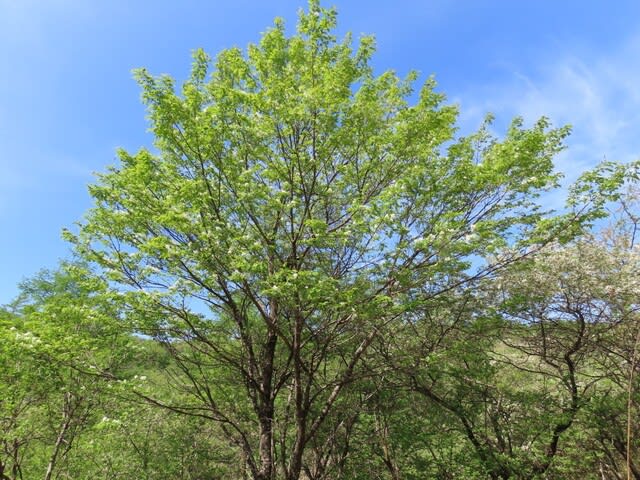高ボッチ高原・鉢伏山で最近咲いている花　ミヤマザクラ（深山桜）