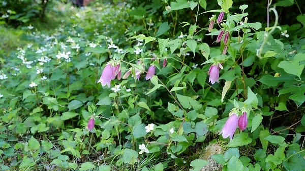 植物利用 のブログ記事一覧 山里ひぐらしの小径 植物利用 のブログ記事一覧 山里ひぐらしの小径