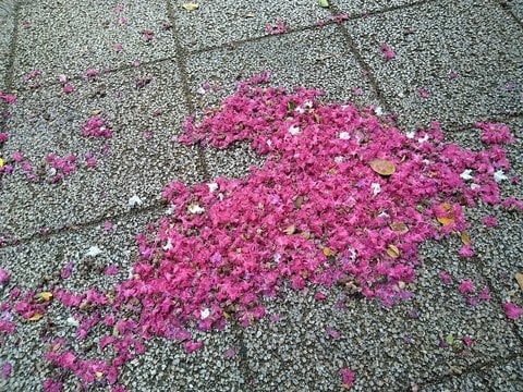 夏の花 サルスベリ 茅ヶ崎ゆるり生活