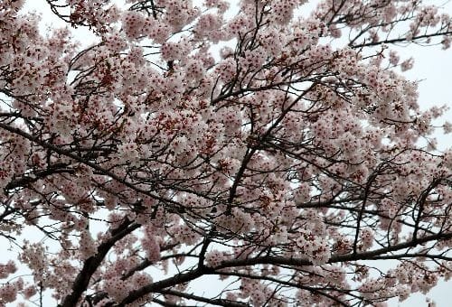栃木県那須郡那須町豊原丙の道沿いでは コブシの木が花をよく咲かせています ヒトリシズカのつぶやき特論 栃木県那須郡那須町豊原丙の道沿いでは コブシの木が花をよく咲かせています ヒトリシズカのつぶやき特論