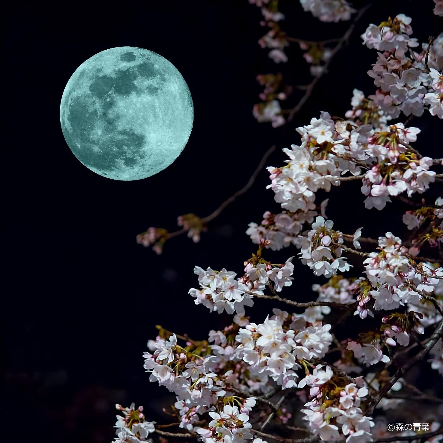 月を撮る 満月 ブルームーン 森の青葉 Borgで身近な月 太陽 野鳥撮影ブログ