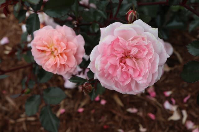 ピンクがかったアプリコット色のバラ「アプリコット・ドリフト」（春薔薇シリーズ 21-381） - 野の花 庭の花