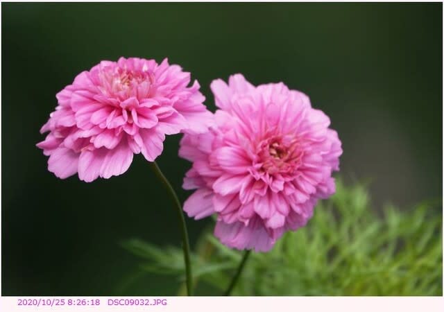 コスモス 八重咲の花 都内散歩 散歩と写真