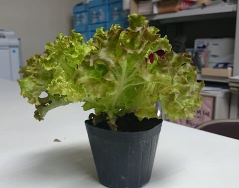 どろんこ村 親子で野菜を育てて食べる サニーレタスの苗 名古屋生活クラブ スタッフルーム