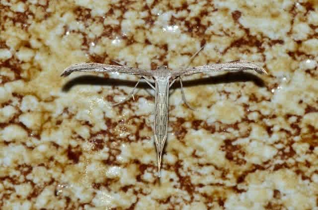 ヒルガオトリバ Jyobitakiブログ ヒルガオトリバ Jyobitakiブログ