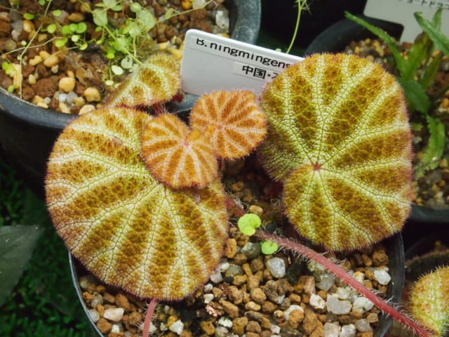Begonia picturata 原種ベゴニア