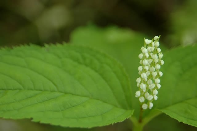 ヒトリシズカとフタリシズカ まみゃの写真日記