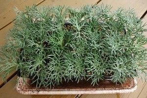 ローダンセマムのさし芽 季節の風音 ローダンセマムのさし芽 季節の風音
