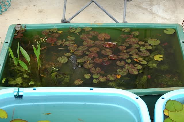 屋外メダカ水槽 6月 しあわせのおすそわけ 屋外メダカ水槽 6月 しあわせのおすそわけ