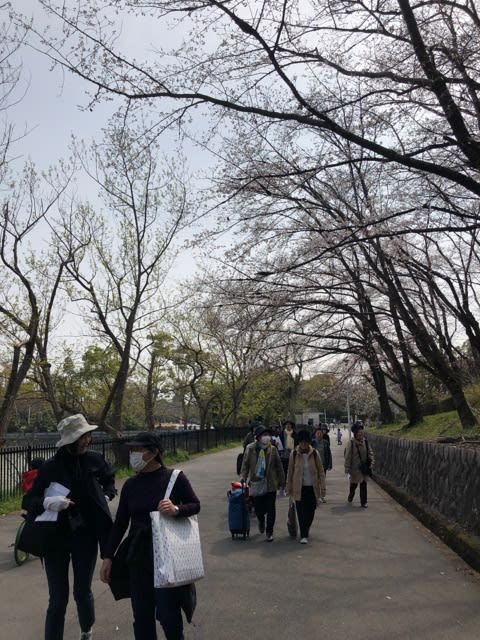 服部緑地公園にて 桜と馬 を描いてきました Sakura Artsalon Osaka