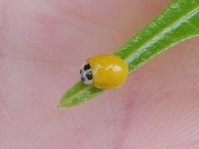 キイロテントウ ガジ丸が想う沖縄 キイロテントウ ガジ丸が想う沖縄