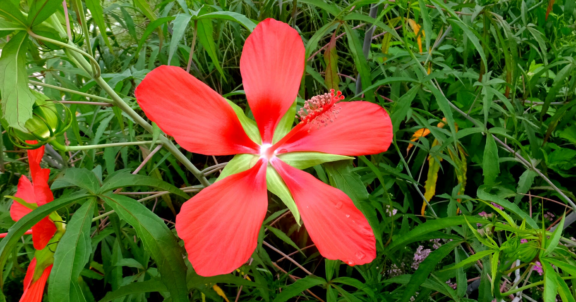 夏の花 モミジアオイアメリカフヨウヒマワリ熱帯睡蓮 京都で定年