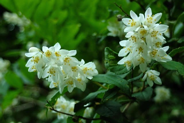 ウツギの白い花 別名 卯の花 里山の野草と花木 宮城県北トレッキング