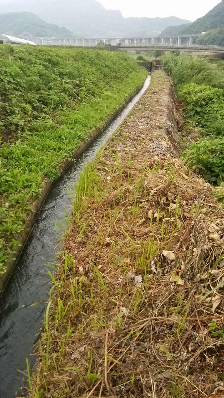 コロンボ のブログ記事一覧 2ページ目 カワセミ側溝から 旧続 中岳龍頭望 コロンボ のブログ記事一覧 2ページ目 カワセミ側溝から 旧続 中岳龍頭望