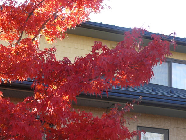 一関市東山町の紅葉したカエデ 21年11月2日 火 Peaの植物図鑑