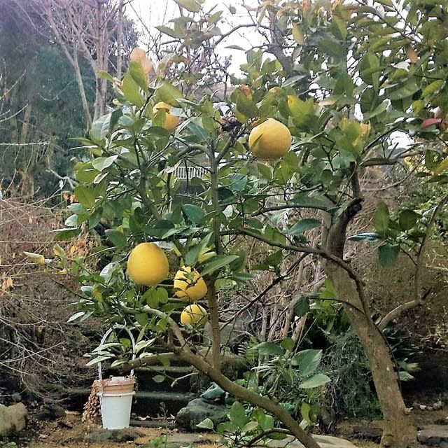 お隣の庭の大きなレモンで おしょうしな満腹日記 伊豆のお家ひまわり