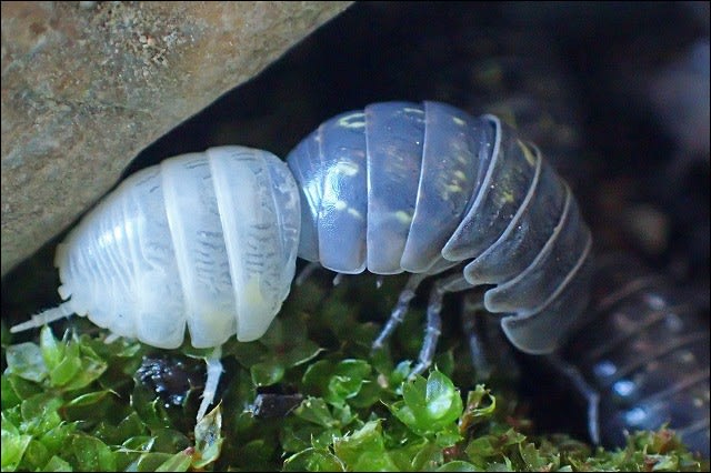 ダンゴムシの生態を確かめたくて ３ 脱皮 自然となかよしおじさんの ごった煮記