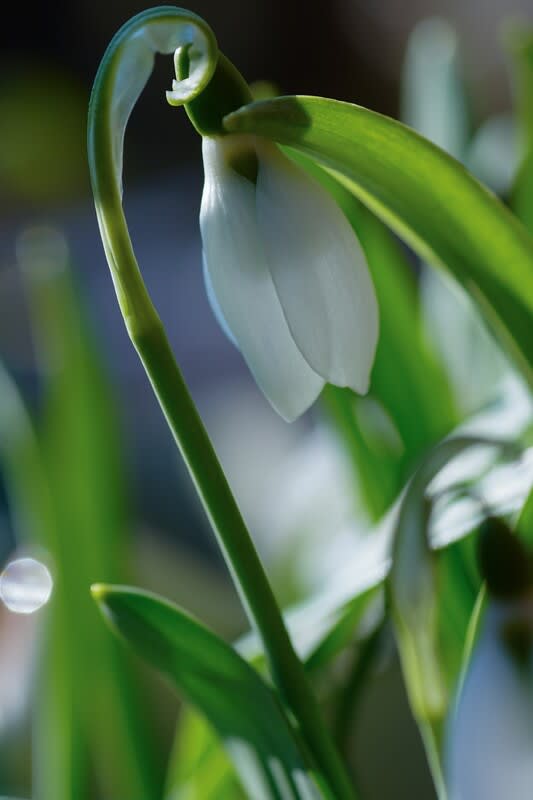 ○我が家の２月の花（3）スノードロップ クリスマスローズ