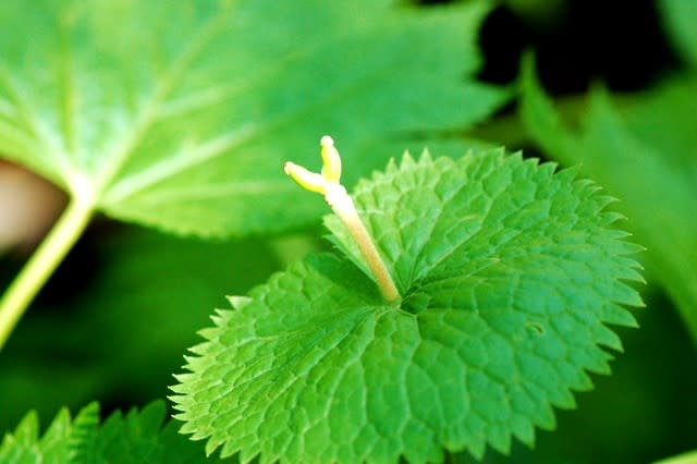 北海道の花・シラネアオイ３ - 井伊影男の植物観察